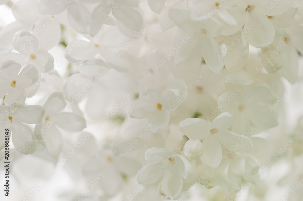 Flowering white lilac in the soft morning light Flowering white lilac in the soft morning light