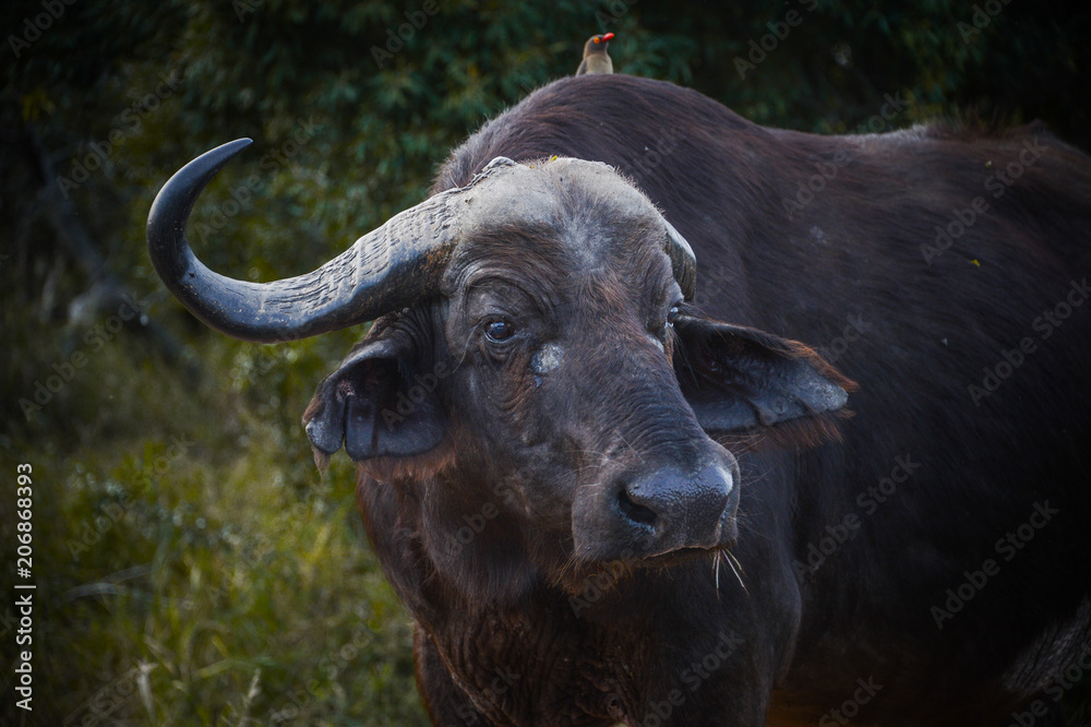 Buffle dans une réserve en Afrique du Sud Buffle dans une réserve en Afrique du Sud