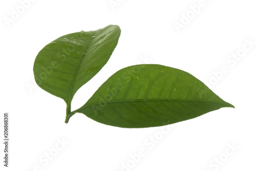 two green leaves of Lychee isolated on white background