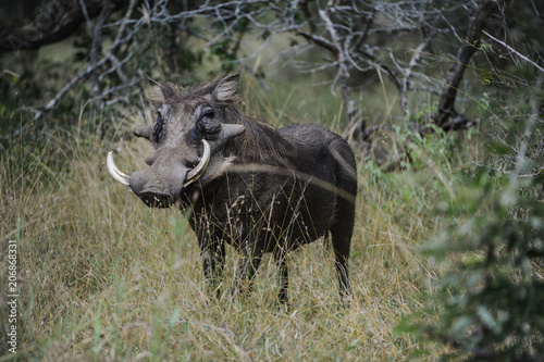Foto Phacochère dans une réserve en Afrique du Sud