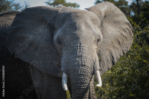 Eléphant dans une réserve en Afrique du Sud
