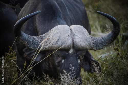 Buffle dans une réserve en Afrique du Sud photo