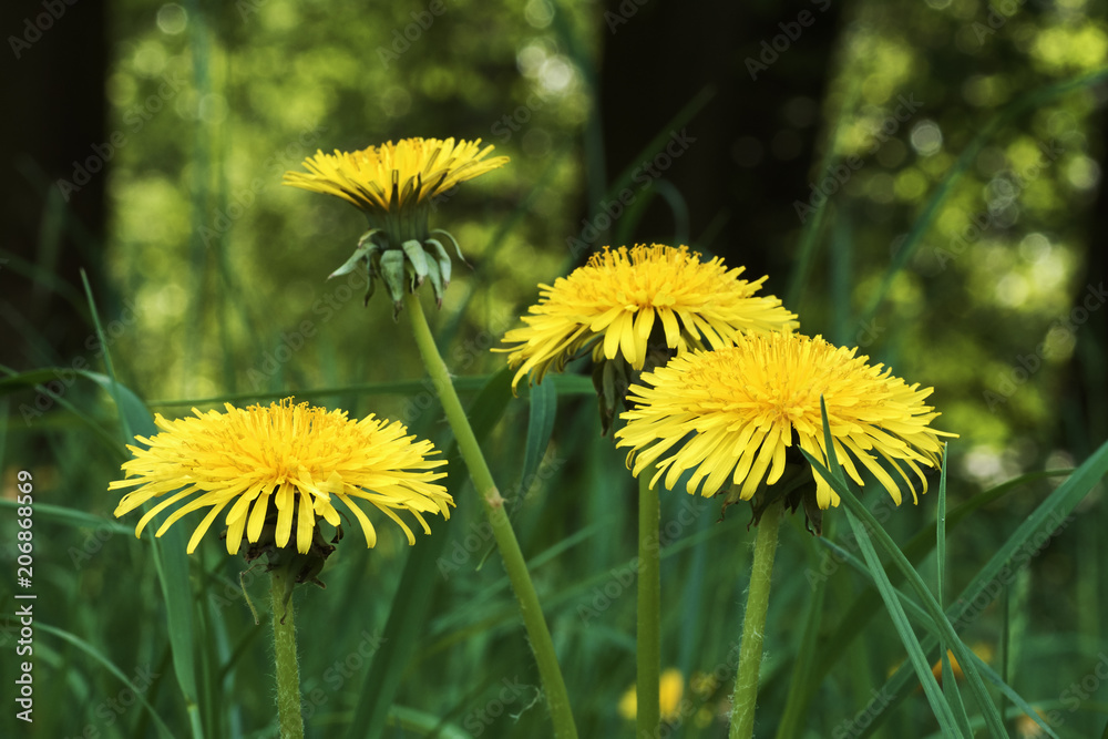 Detail of yellow dandelion blossoms in grass Detail of yellow dandelion blossoms in grass