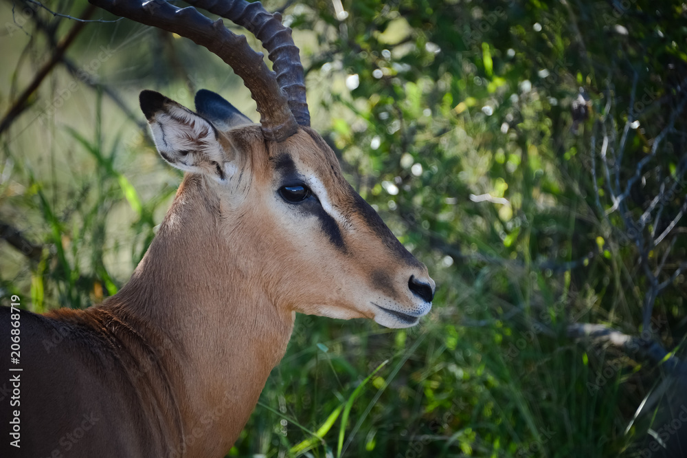 Fototapeta premium Afrique du Sud