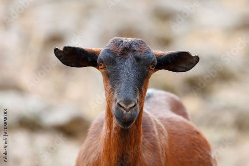 Brown goat in the countryside