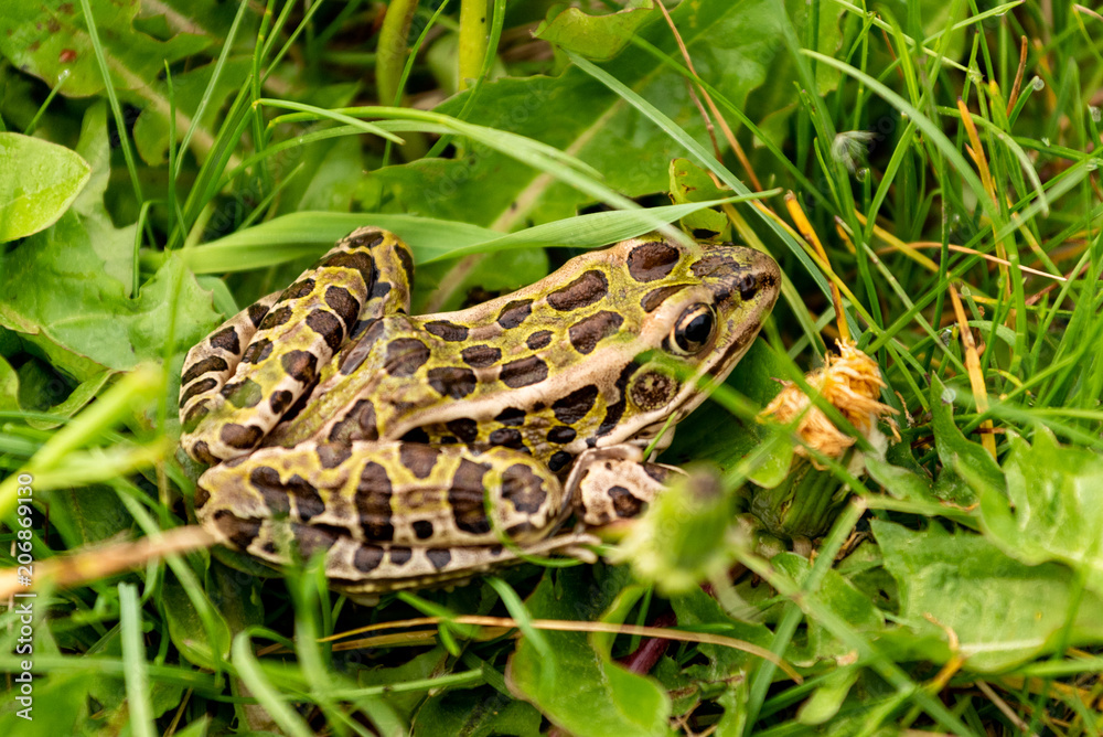 Fototapeta premium Frog