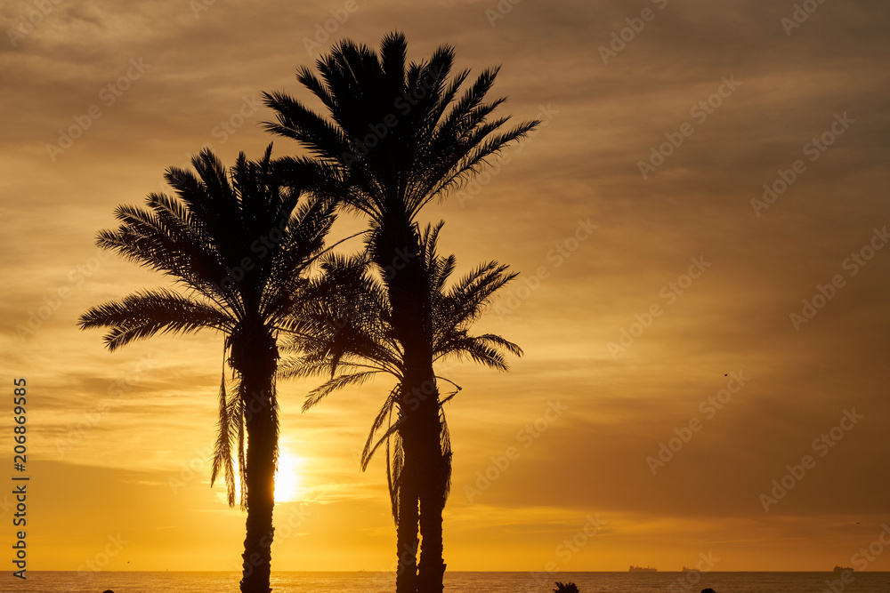 Sonnenuntergang hinter Palmen im Atlantik an der Küste von Agadir in Marokko