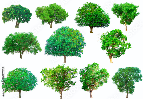 Isolate green trees on white background. The collection of trees. Tropical trees on Thailand. Photo concept nature and Isolate.