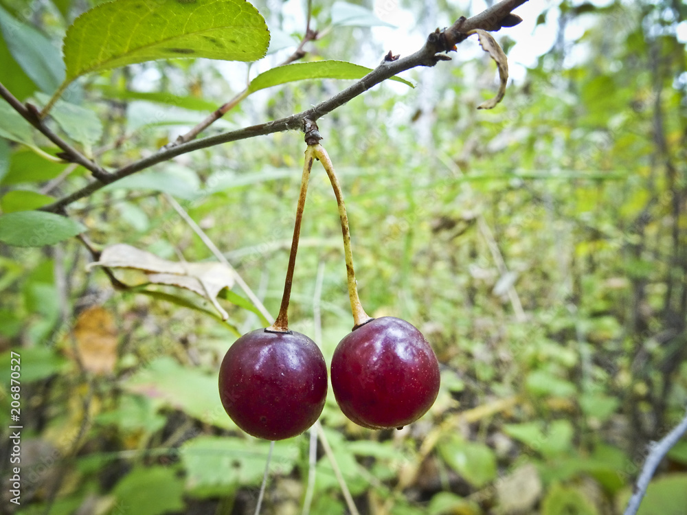 Obraz premium Two ripe cherries