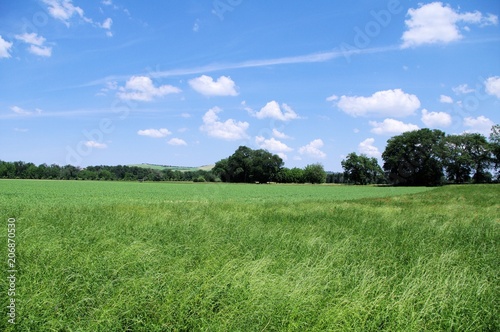 campagna marchigiana,paesaggio,cielo,campo,verde,Italia