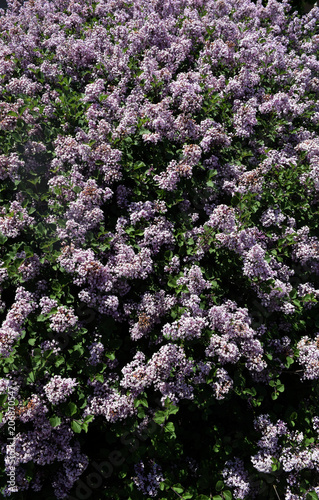 purple flowers cr2018darrelljbanks