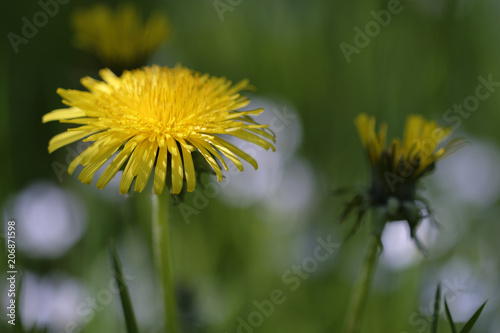 L  wenzahn - Taraxacum in einer Makroaufnahme - mit weichem Bokeh