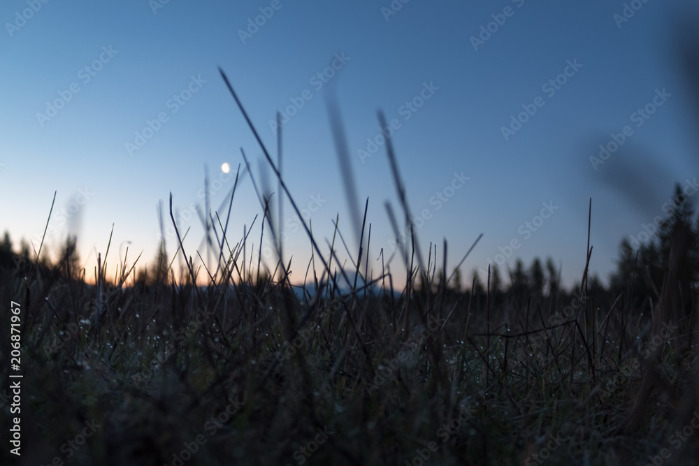 Grassy meadow at sunrise Grassy meadow at sunrise