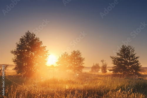Landscape of bright sunrise over summer misty meadow with trees on clear morning. Natural rural scene of golden field with vivid sun on horizon shining warm sunlight Sun between trees on foggy meadow