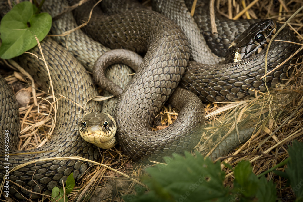Two intertwined grass snakes lying in the sun Two intertwined grass snakes lying in the sun