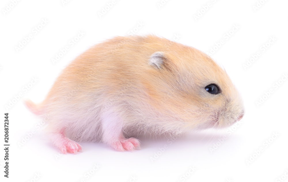 Small domestic hamster. Small domestic hamster.