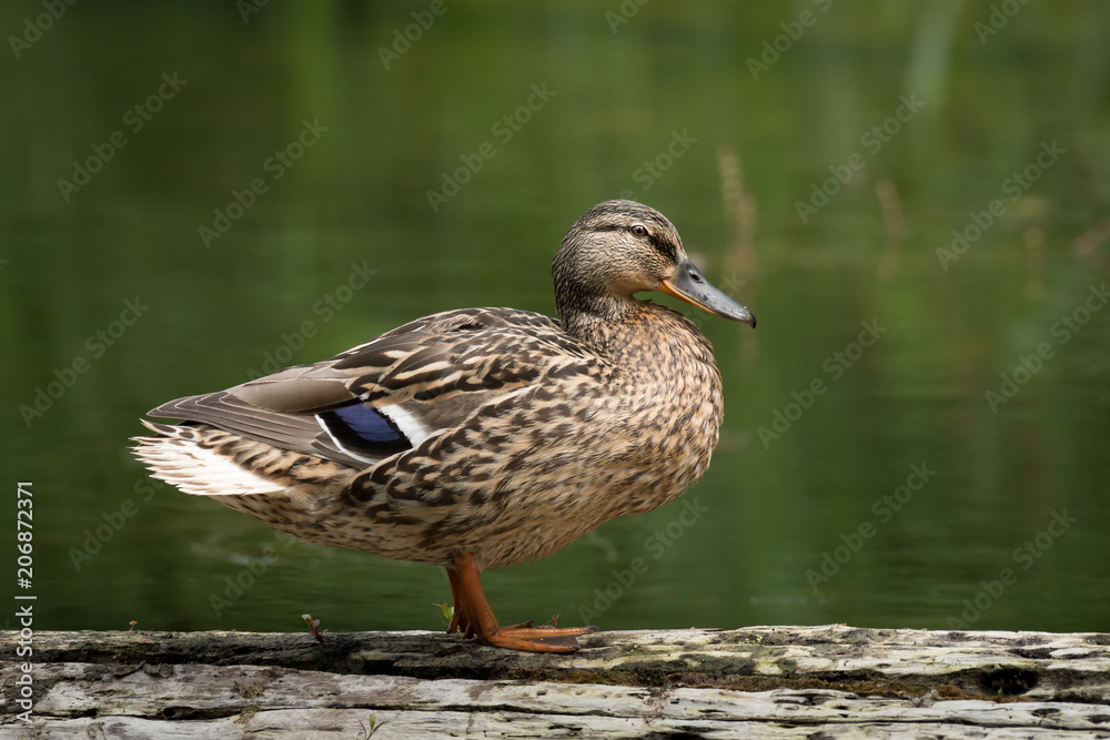 A female mallard standing on a piece of wood A female mallard standing on a piece of wood