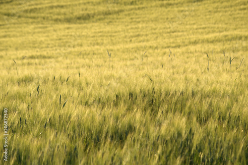 campo di grano agricoltura  italia paesaggio coltivazioni