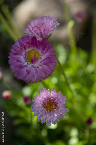 flowers on a dark green background - an abstract look