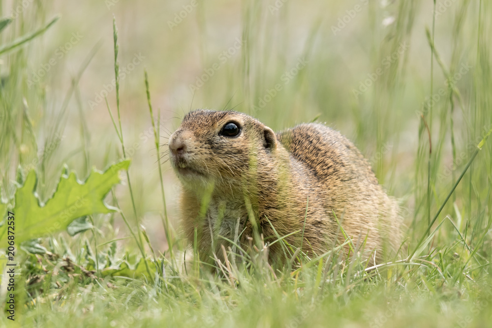 A European ground squirrel sitting in a meadow in spring A European ground squirrel sitting in a meadow in spring