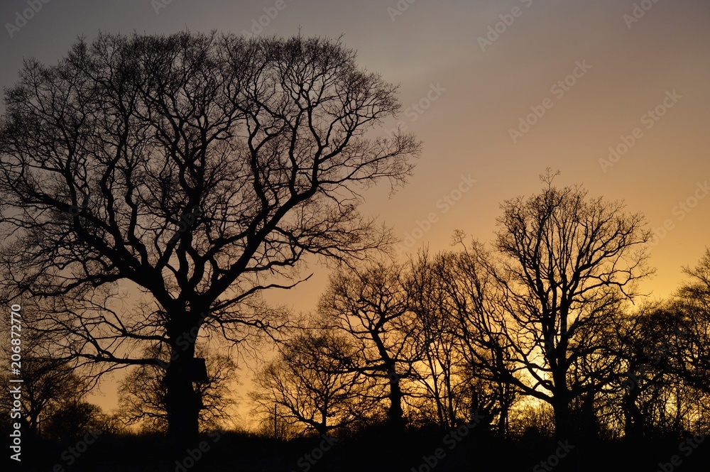 silhouette of trees with the setting sun