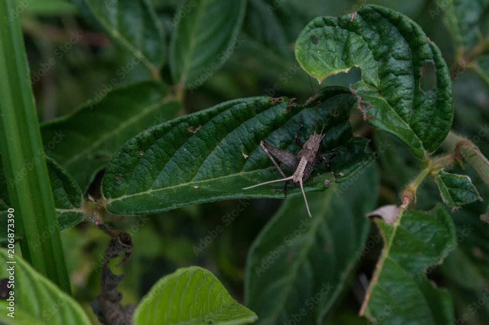 gray grasshopper about leaves gray grasshopper about leaves
