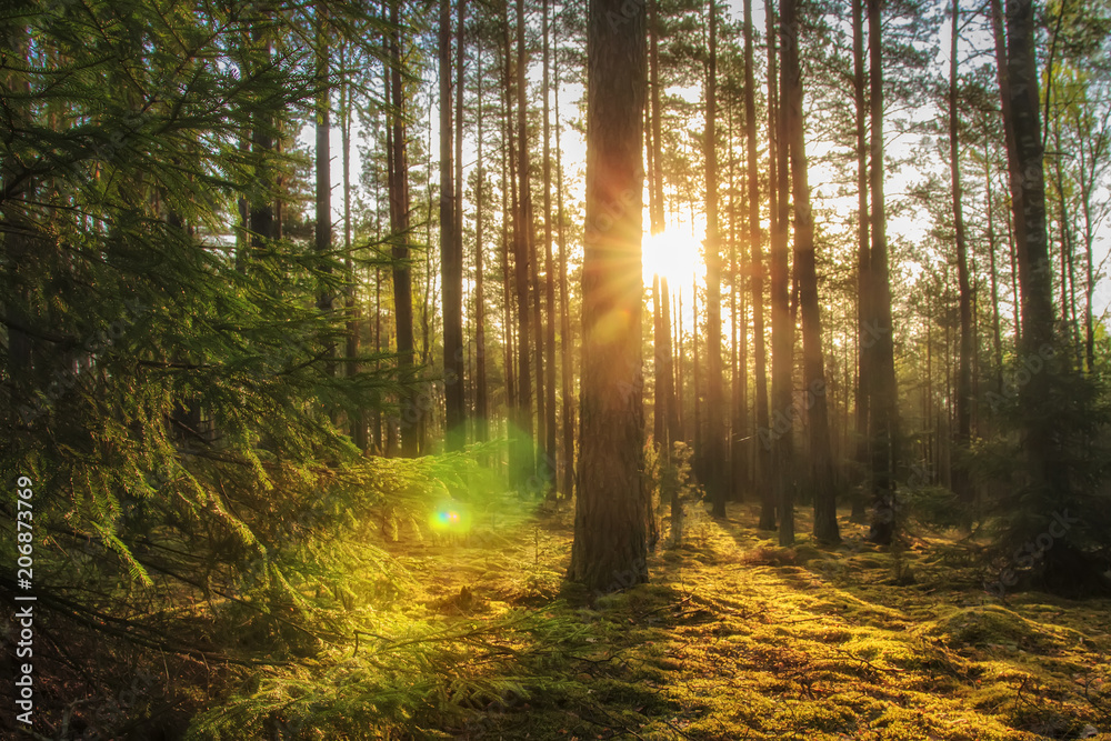 Fototapeta premium Majestatyczny las krajobraz z jasnym słońcem rano. Sceneria lasu latem w ciepłym słońcu. Idealna scena dzikiej przyrody. Promienie słoneczne w lesie przez drzewa.