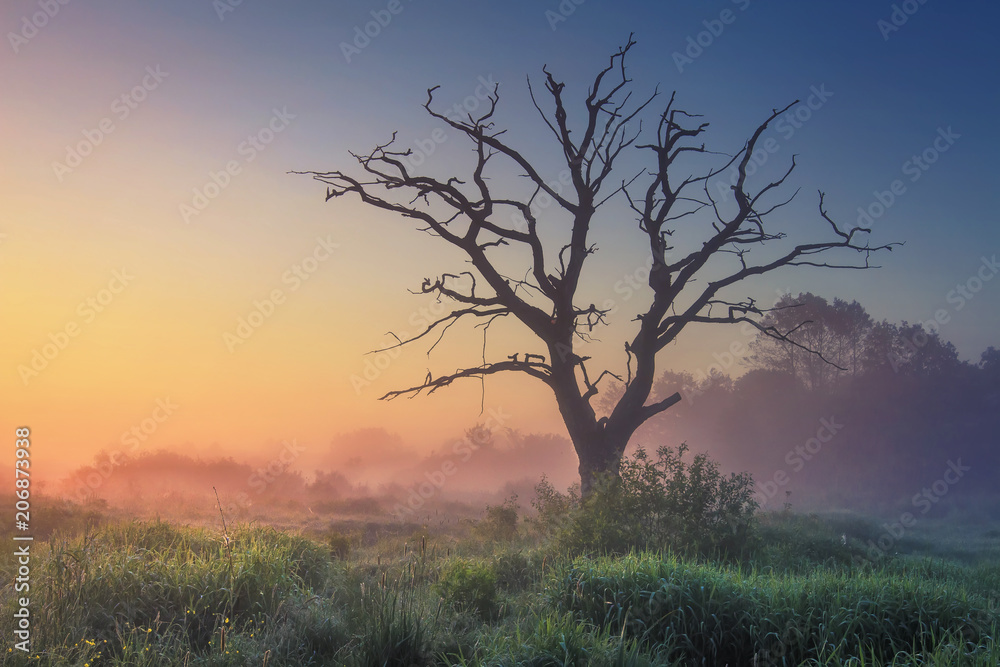 Landscape of wild nature with old tree in misty sunlight in early morning at dawn. Perfect nature at sunrise. Majestic large dry tree on meadow grass on warm summer blue clear sky background Landscape of wild nature with old tree in misty sunlight in early morning at dawn. Perfect nature at sunrise. Majestic large dry tree on meadow grass on warm summer blue clear sky background