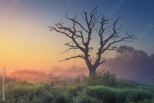 Landscape of wild nature with old tree in misty sunlight in early morning at dawn. Perfect nature at sunrise. Majestic large dry tree on meadow grass on warm summer blue clear sky background