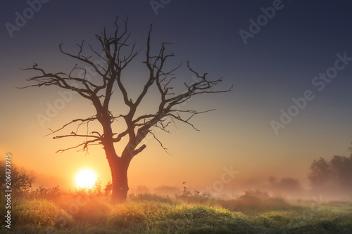 Wallpaper Mural bright morning landscape in savannah with large old dry tree at sunrise against clear blue sky. majestic tree in morning light in tall grass. sun on horizon rises above wild nature in foggy morning. Torontodigital.ca