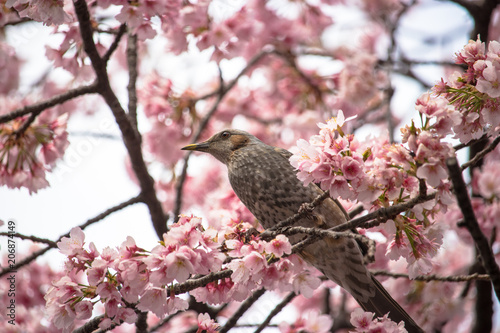 Cherry blossoms and Brown-eared Bulbul of Ueno Park