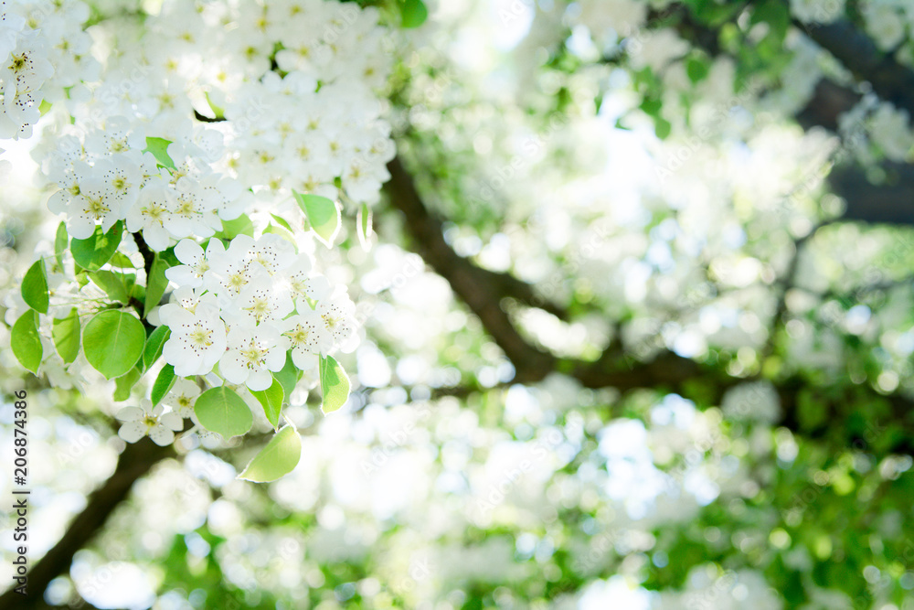 Blooming white branches in the spring sunlit garden Blooming white branches in the spring sunlit garden