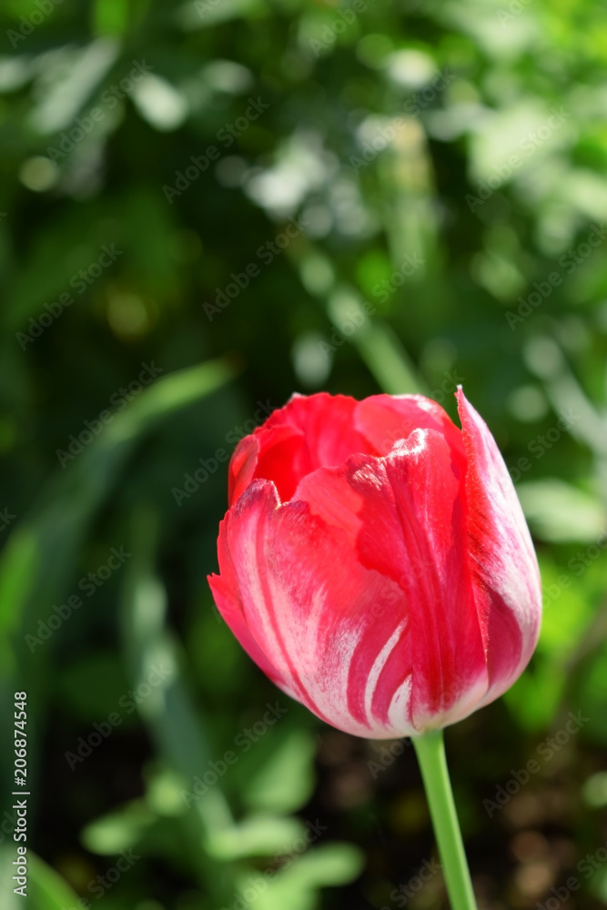 Obraz premium Red tulip in a garden on a sunny day