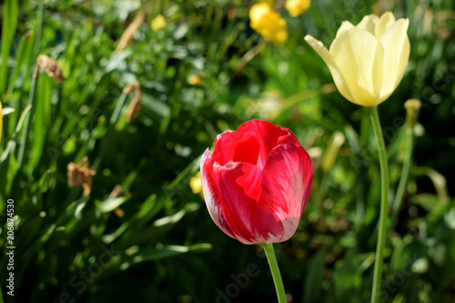 Red tulip in a garden on a sunny day