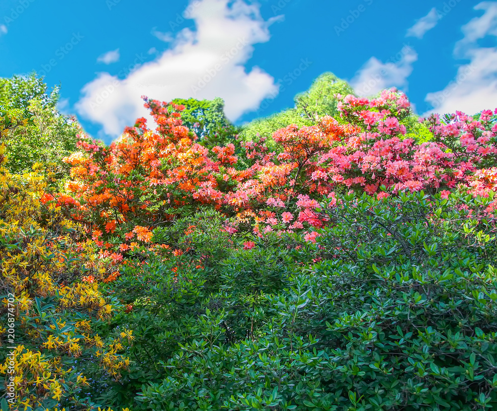 Beautiful Rhododendron plants in bloom in spring park. Beautiful Rhododendron plants in bloom in spring park.