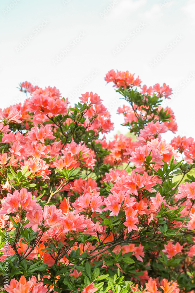 Beautiful Rhododendron plants in bloom in spring park.