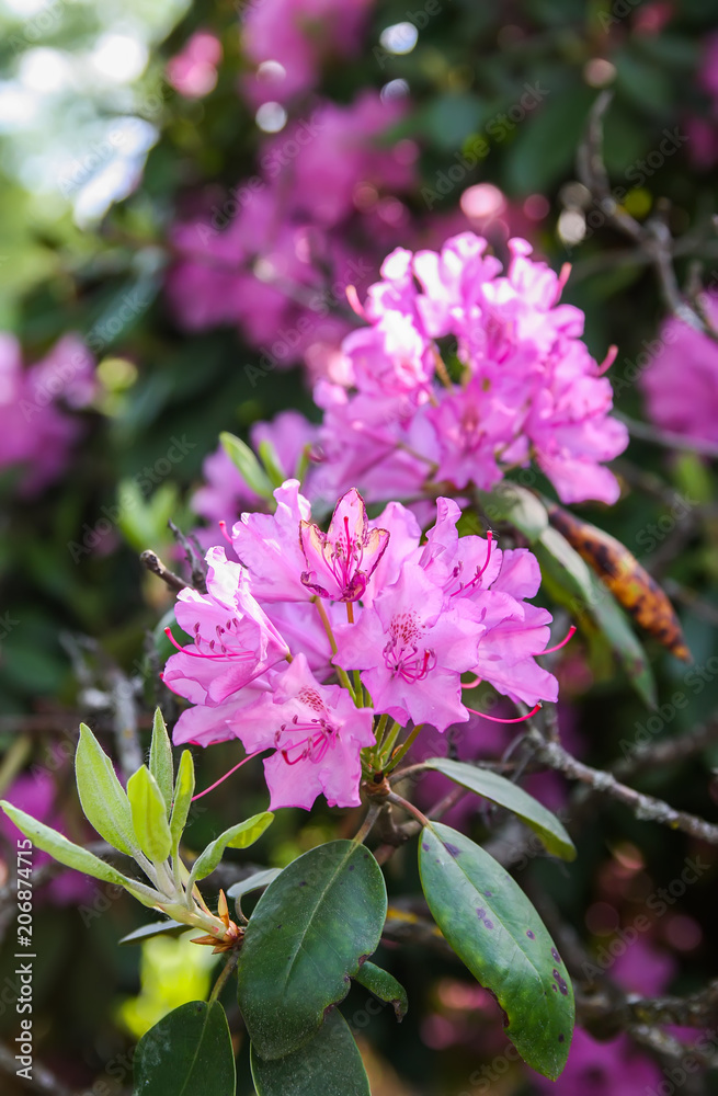 Obraz premium Beautiful Rhododendron plants in bloom in spring park.
