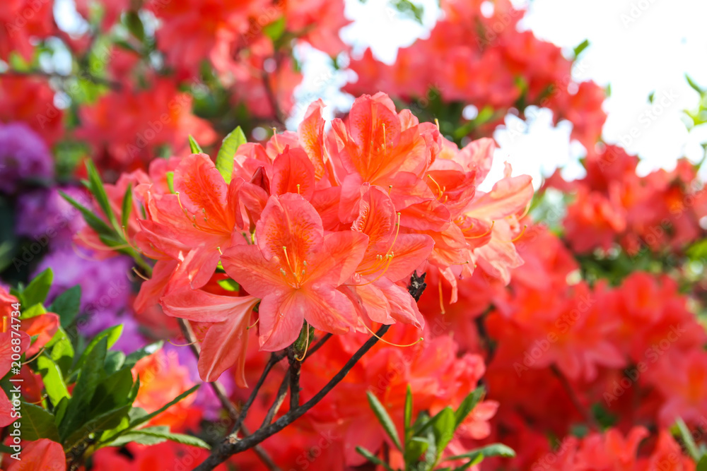 Beautiful Rhododendron plants in bloom in spring park. Beautiful Rhododendron plants in bloom in spring park.