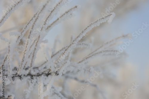 Wallpaper Mural Winter frost branches snow and ice covered. Winter background. Torontodigital.ca