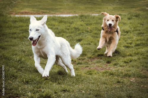  two dogs a golden and a wolf running in the grass of a park