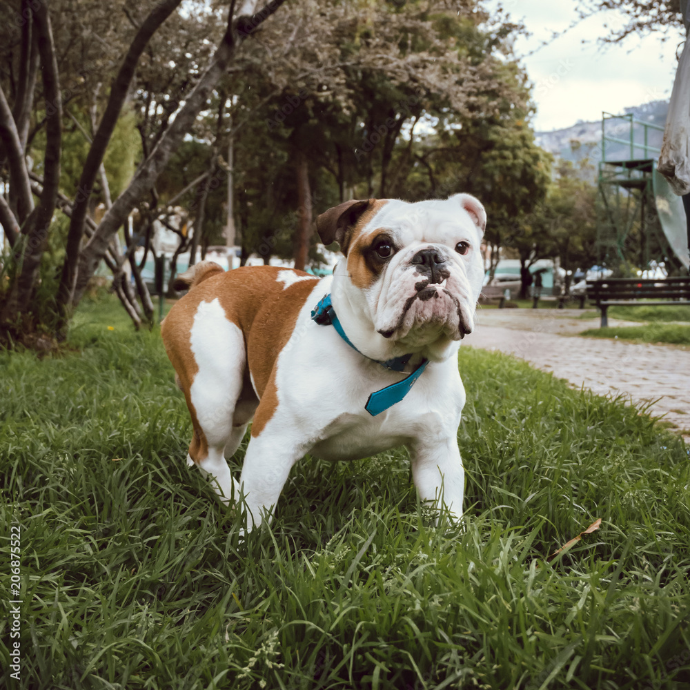  a bulldog dog standing in the grass of a park