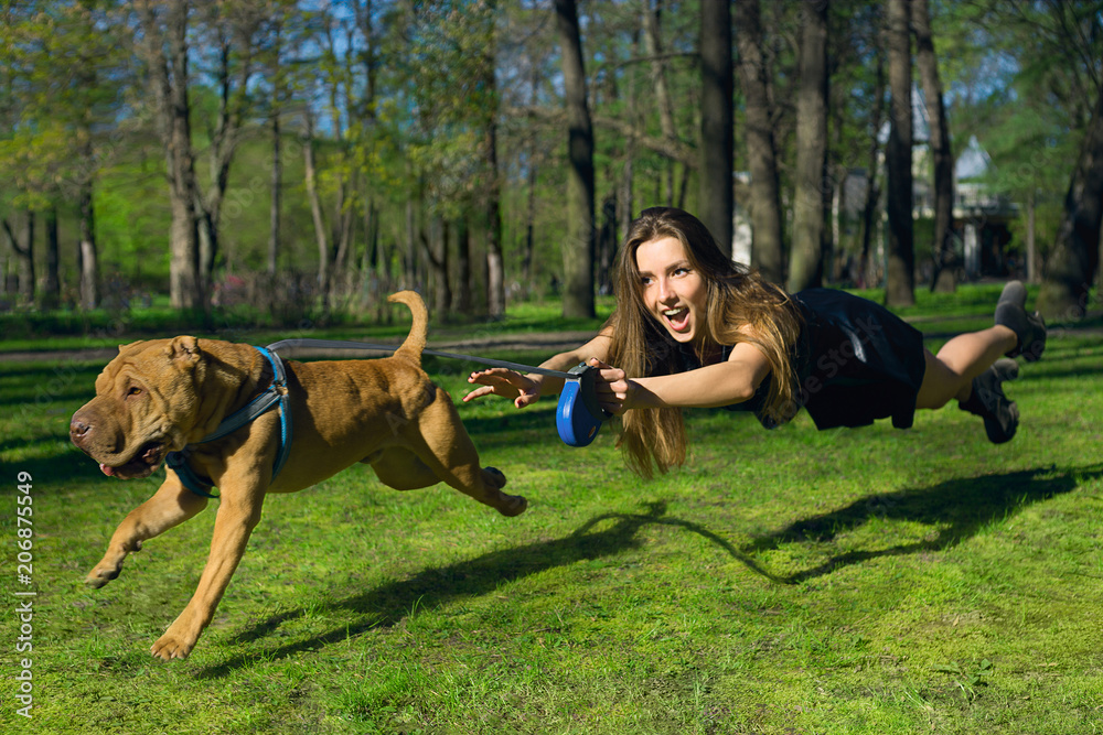 the dog pulls for a girl, a naughty dog girl in flight for a dog. Funny not  stand on my feet. The dog runs forward. Stock Photo | Adobe Stock