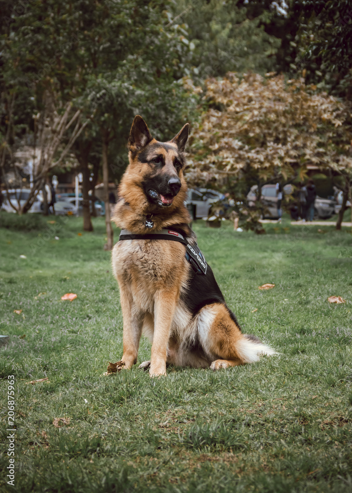a german shepherd dog sitting in the grass of a park a german shepherd dog sitting in the grass of a park