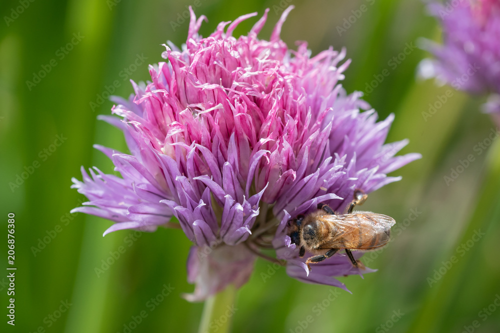 Purple spring onions flowers being enjoyed by the bees Purple spring onions flowers being enjoyed by the bees