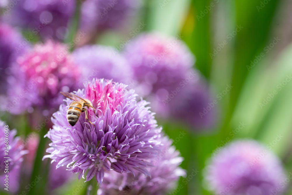 Purple spring onions flowers being enjoyed by the bees Purple spring onions flowers being enjoyed by the bees