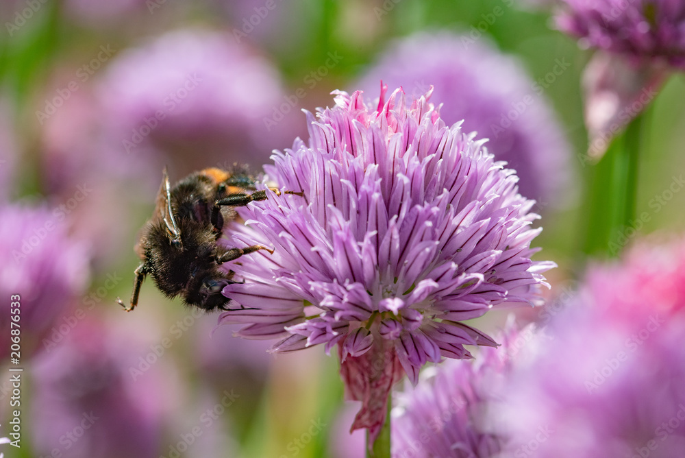 Purple spring onions flowers being enjoyed by the bees Purple spring onions flowers being enjoyed by the bees