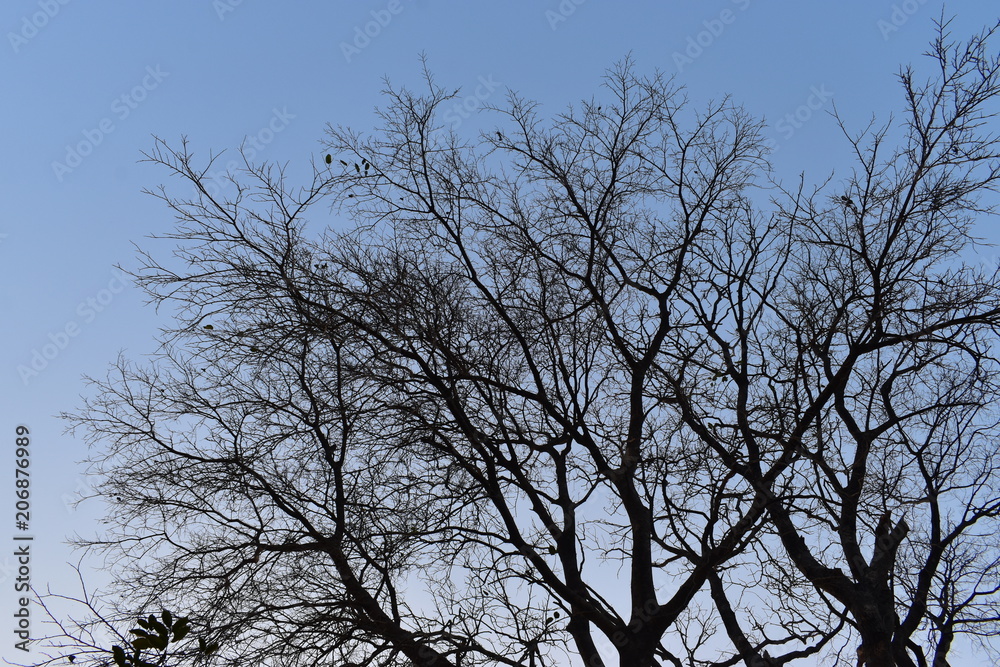 A Tree With No Leafs In Winter A Tree With No Leafs In Winter