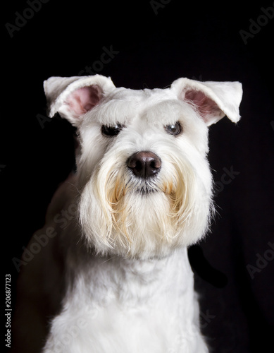  the face a schnauzer dog on a black background