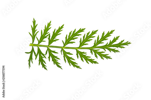 green leaf with sharp edges on a white background