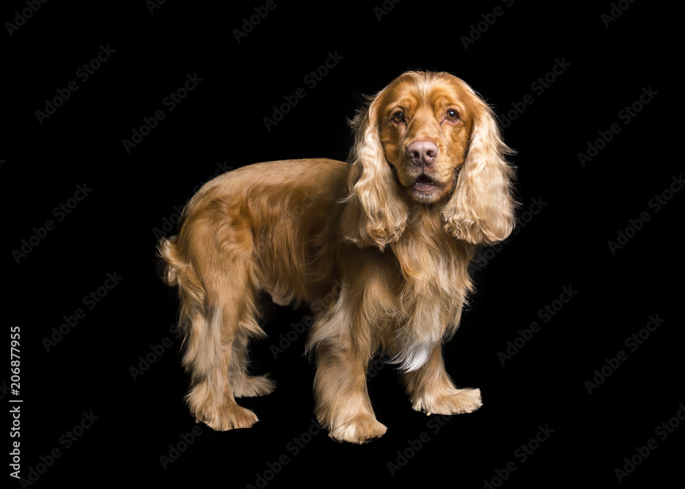  the face of a cocker dog standing on a black background